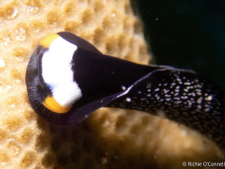 Flatworm by Richie O’connell 